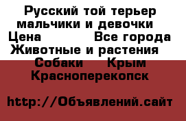 Русский той-терьер мальчики и девочки › Цена ­ 8 000 - Все города Животные и растения » Собаки   . Крым,Красноперекопск